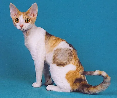 devon rex: a domestic cat of a particular medium-sized breed with rippled or swirling hair, originated in...