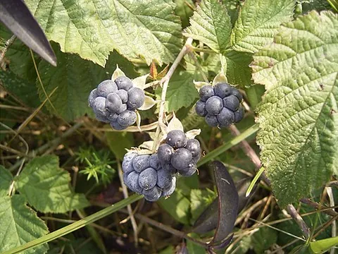 dewberry: european dewberry, Rubus caesius