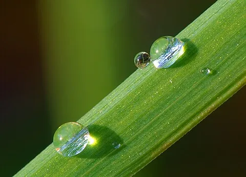 dewdrop: a droplet of water formed as dew