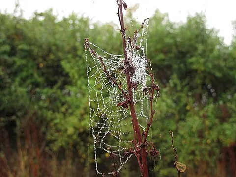 dewy: covered by dew
