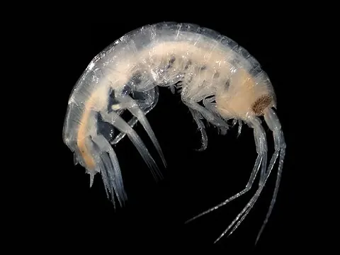 dexaminid: any amphipod in the family Dexaminidae