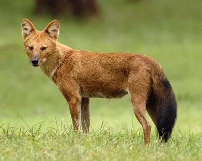 dhole: an Asian wild dog, Cuon alpinus