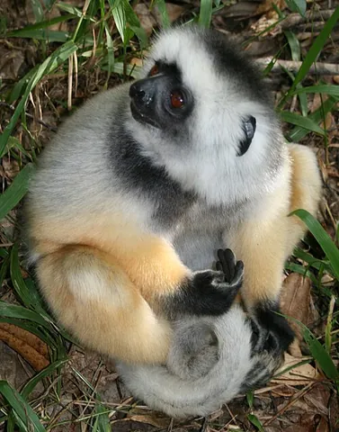 diademed sifaka: propithecus diadema, an endangered species of sifaka, one of the lemurs endemic to certain...