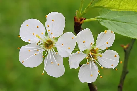 dialypetalous: having separate or separable petals