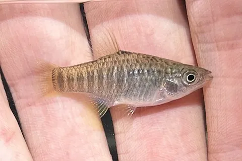 diamond killifish: a small (typically growing to a length of 6cm) North American killifish (Fundulus xenicus), found...