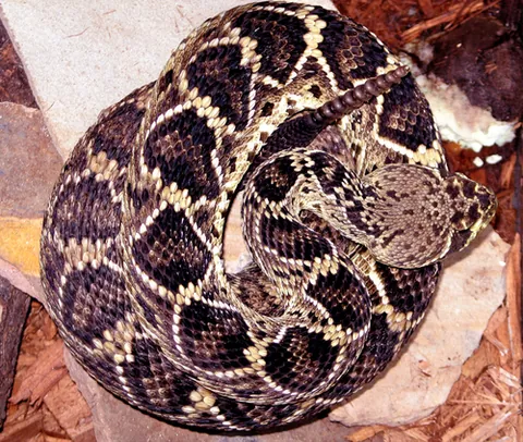 diamondback rattlesnake: either of two venomous rattlesnakes, of the genus Crotalus, from southern United States and Mexico,...