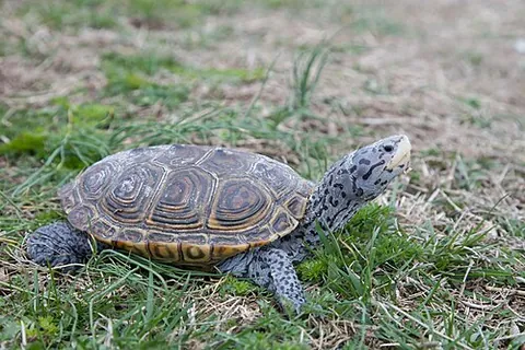 diamondback terrapin: malaclemys terrapin, a species of turtle native to the brackish coastal tidal marshes of the...