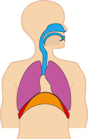 diaphragm: in mammals, a sheet of muscle separating the thorax from the abdomen, contracted and relaxed in...