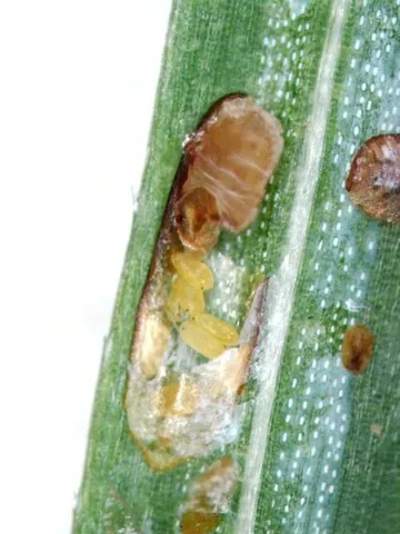 diaspidid: any of the armoured scale insects of the family Diaspididae