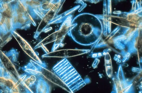diatom: any of a group of minute unicellular algae having a siliceous covering of great delicacy, now...