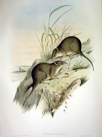 dibbler: a small mouse-like marsupial, (Parantechinus apicalis), of southwest Western Australia