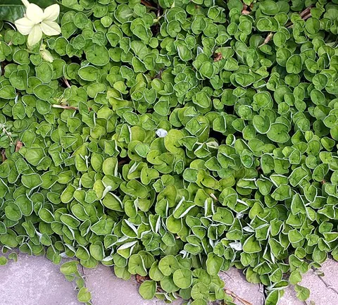 dichondra: any of the genus Dichondra of prostrate perennial herbaceous plants with creeping stems