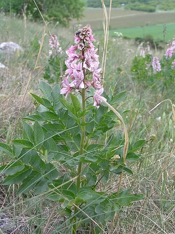 dictamnus: a suffrutescent plant of the genus Dictamnus, with strong perfume and showy flowers