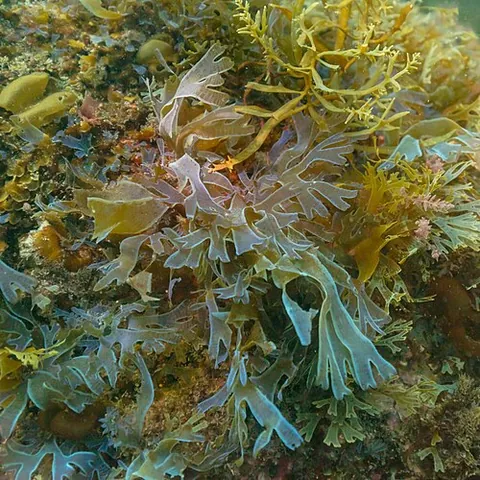dictyota: any brown alga of the genus Dictyota