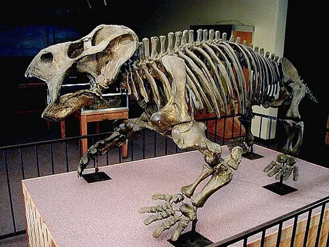 dicynodont: a member of the infraorder Dicynodontia of dominant herbivores of the Late Permian, the most...