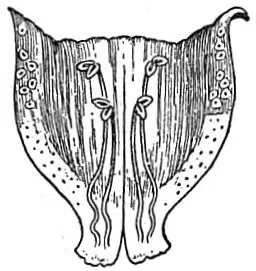 didynamous: containing four stamens disposed in pairs of unequal length