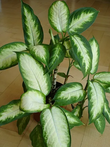 dieffenbachia: any of several plants, of the genus Dieffenbachia, cultivated as houseplants