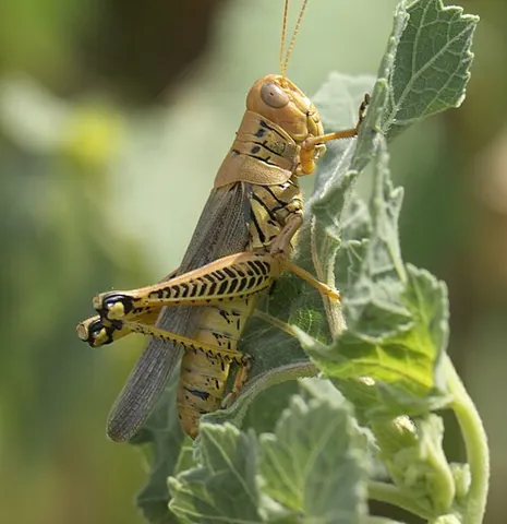 differential grasshopper: melanoplus differentialis, a New World species of moderately large grasshopper which can vary...