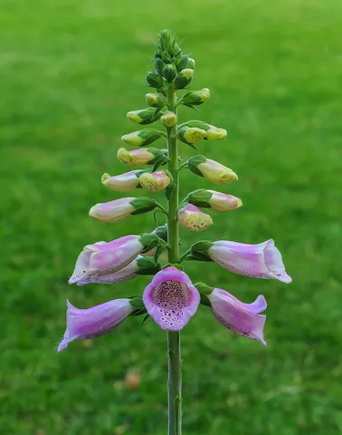 digitalis: any plant of the genus Digitalis (herbaceous plants of the Plantaginaceae family, including the...