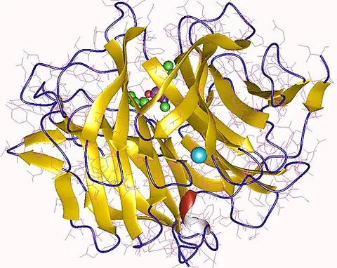 diisopropyl-fluorophosphatase: an enzyme that breaks down the toxic compound diisopropyl fluorophosphate by hydrolyzing it into...