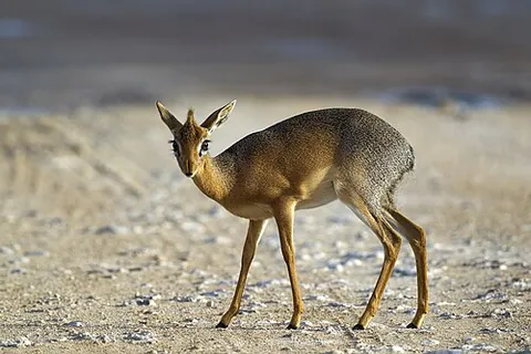 dik-dik: a small antelope of the genus Madoqua, native to southern and eastern Africa, having an elongated...