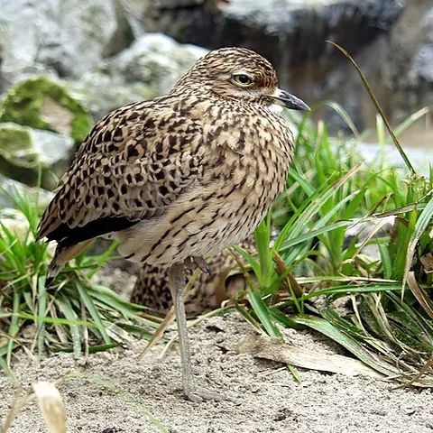 dikkop: a bird of the family Burhinidae