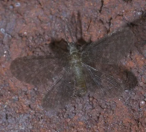dilarid: any insect of the pleasing lacewing family, Dilaridae