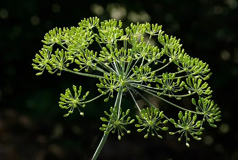 dill: anethum graveolens (the type species of the genus Anethum), a herb, the seeds of which are...