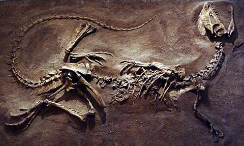 dilophosaur: any theropod of the genus Dilophosaurus from the Jurassic, distinguished by having two plates on...