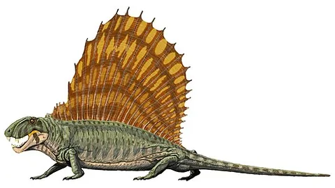 dimetrodon: any carnivorous synapsid, of the genus †Dimetrodon, from the Permian period