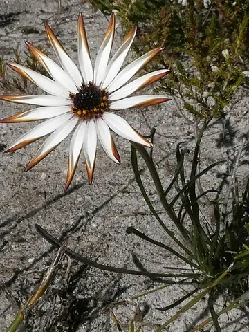 dimorphotheca: any of several composite plants, of the genus Dimorphotheca, Cape marigolds