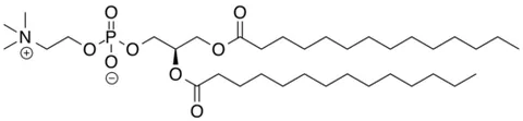 dimyristoylphosphatidylcholine: a lab-made phospholipid that forms stable lipid bilayers and is commonly used to build model cell...