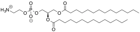 dimyristoylphosphatidylethanolamine: a synthetic phospholipid consisting of a glycerol backbone, two 14-carbon saturated fatty acid...