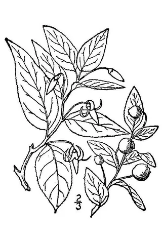 dingleberry: vaccinium erythrocarpum, the southern mountain cranberry