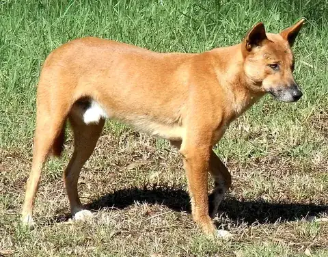 dingo: a wild dog native to Australia (Canis familiaris, Canis familiaris dingo, Canis dingo, or Canis...