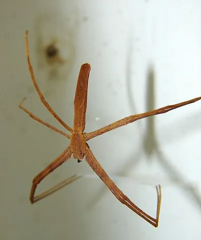dinopid: any member of the family Deinopidae of net-casting spiders