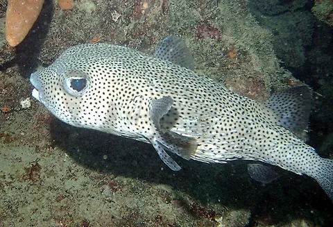 diodont: a fish of the genus Diodon, or an allied genus