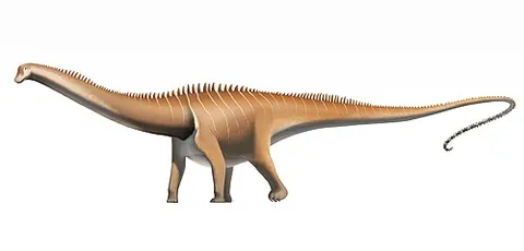 diplodocus: any of several herbivorous sauropod dinosaurs, of the genus Diplodocus, known as fossils from the...