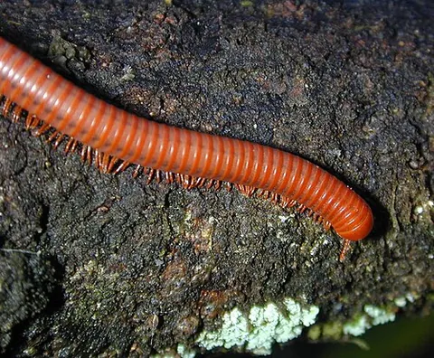 diplopod: any animal of the class Diplopoda: a millipede