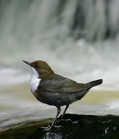 dipper: one who, or that which, dips (immerses something, or itself, into a liquid)