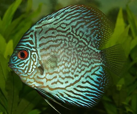 discus fish: any of three cichlid fish species from the genus Symphysodon, popular as aquarium fishes