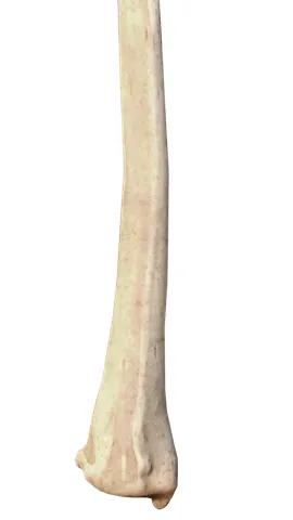 distal radius: the part of the radius (the forearm bone on the thumb side) that is closest to the wrist, forming...