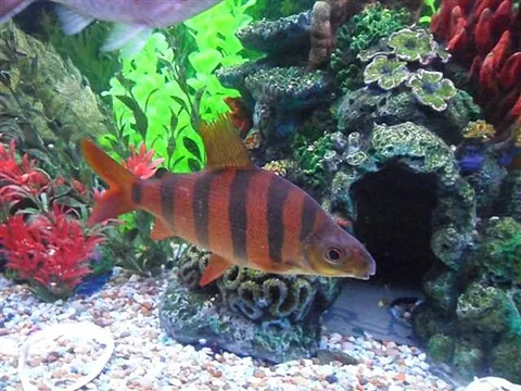 distichodus: any of the genus Distichodus of freshwater fish found in Africa