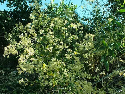 dittander: a peppergrass of species Lepidium latifolium, native from Iberia to the Himalayas, introduced...