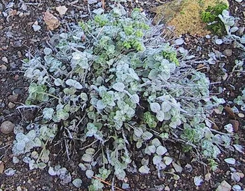dittany: a labiate plant of species Origanum dictamnus, formerly renowned for its medicinal properties;...