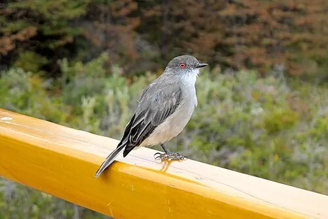 diucon: a passerine bird of South America in the tyrant flycatcher family, the fire-eyed diucon (Pyrope...