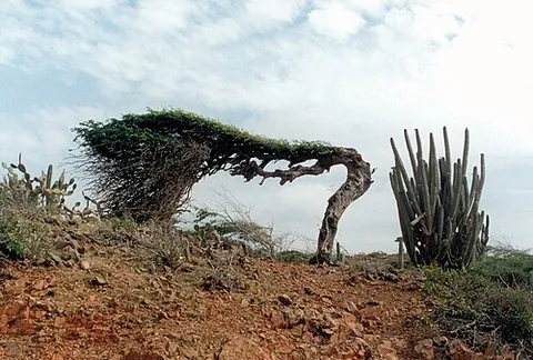 divi-divi: caesalpinia coriaria, a leguminous tree of the southern Western Hemisphere