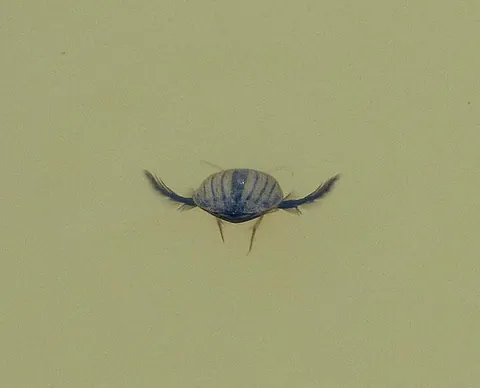 diving beetle: any beetle of the family Dytiscidae