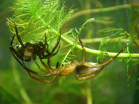 diving bell spider: a spider, Argyroneta aquatica, living almost entirely underwater, using hairs on its abdomen and...