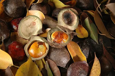 djenkol: archidendron pauciflorum, a species of flowering plant in the family Fabaceae, native to Southeast...